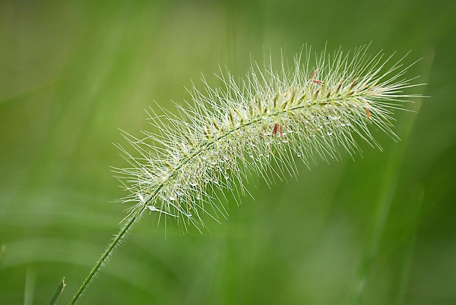 雨后.狗尾巴草