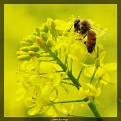 蜂花图