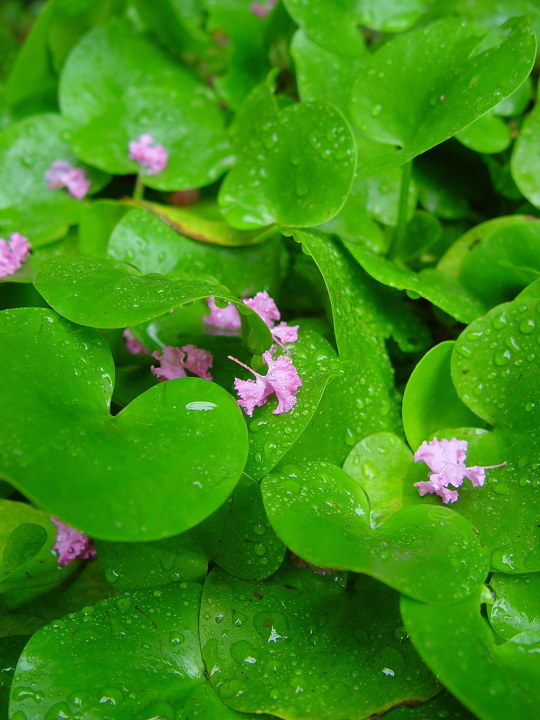 花花草草1
