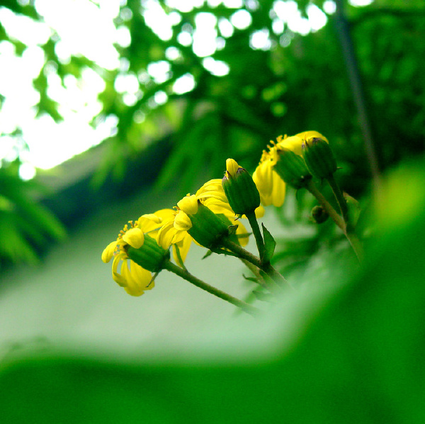 花花草草3