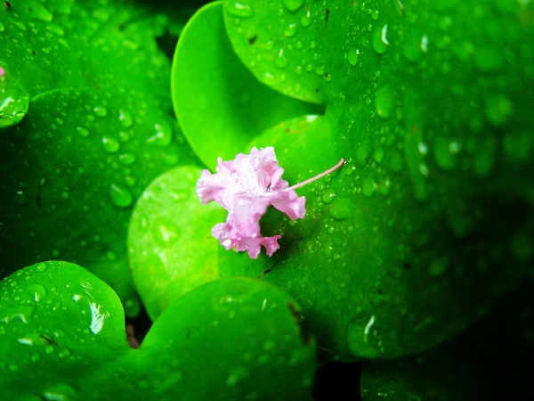 花花草草4