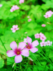 花花草草2