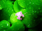 花花草草4