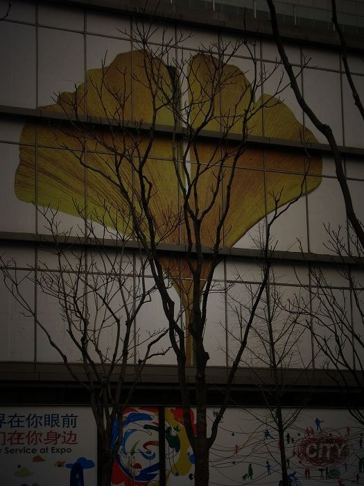 树“叶”