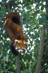 fan_20080513_017a