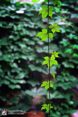 fan_20080808_078