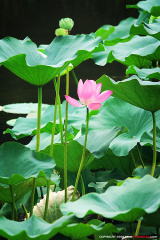 fan_20080808_018