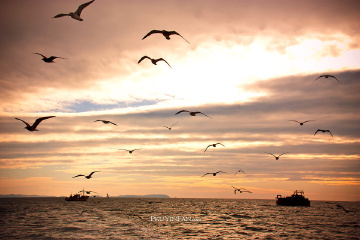 fan_20101001_481