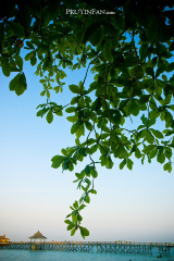 fan_20111001_284