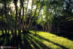fan_20080719_0627