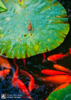 fan_20090803_137