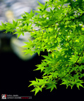 fan_20090802_046