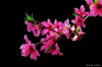 NAN_0066