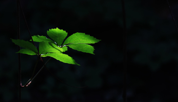 leaf