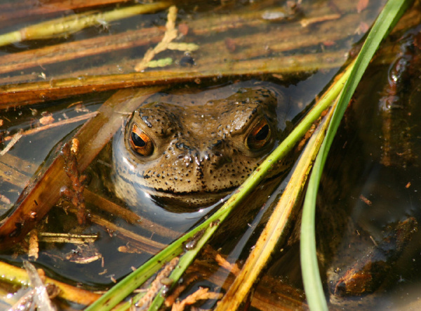 frog