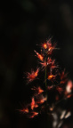 草