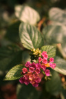 又是花