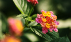 花2