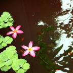 水上的花和萍