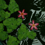 水上的萍和花