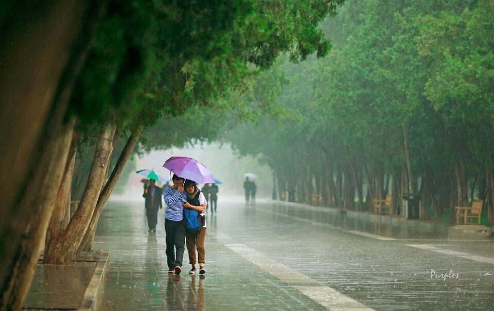 雨中行 雨中情