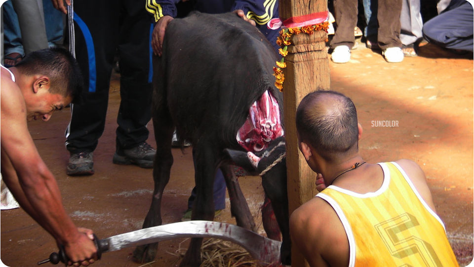 尼泊尔风情-刀起头落之间,灵魂得到了安抚 - 6x