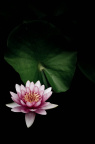莲