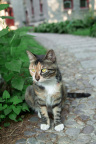 在北大遇到的猫,身材难得不错