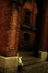 white cat