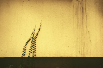 leaf2
