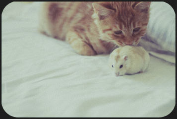 猫和老鼠