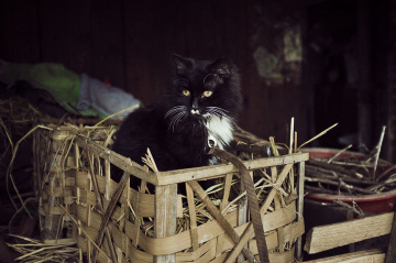 鸡窝里的猫