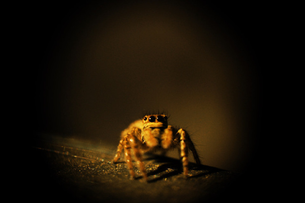 坡上村【shoot】 - 刘继章 - 富士杯我的大学北