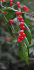 red berry