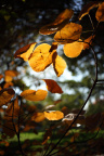 IMG_0502_ZF25-1