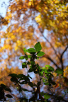 IMG_0514_ZF25-1