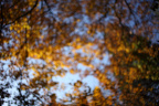 IMG_0516_ZF25