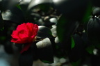 孤独的花红