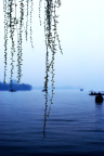 柳垂雨中