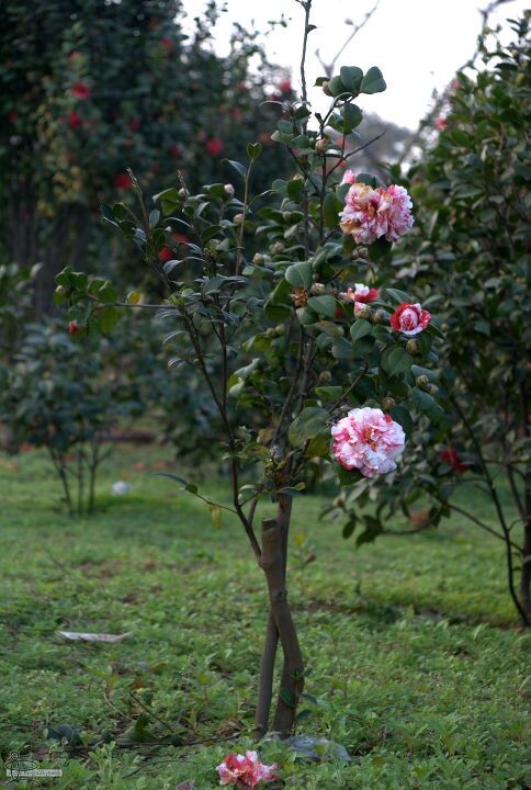 花重锦官城