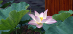 蜂花