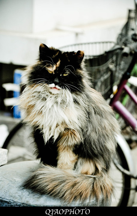 猫帝_猫帝是谁_猫帝张春阳炫富图_猫帝照片