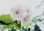 桜　見 I