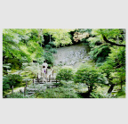 青 枫
