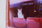 猫咖啡