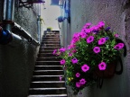 牵牛花