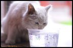 北大LOST ANGEL保护猫的贴心