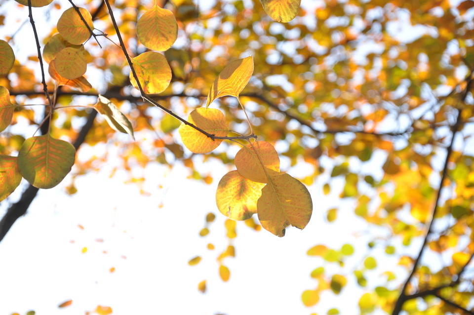 从心而动--Nikon北大校园行摄影比赛作品上传