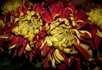 23届洪山区菊花展Nong.Y.SH