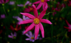 武汉花展Nong.Y.SH